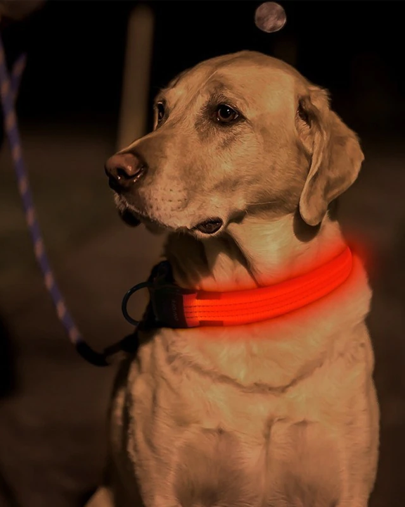 LED Visibility Gear for Cyclists, Runners & Dog Walkers
