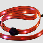 LED Dog Lead