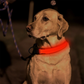 Luminous LED Dog Collar